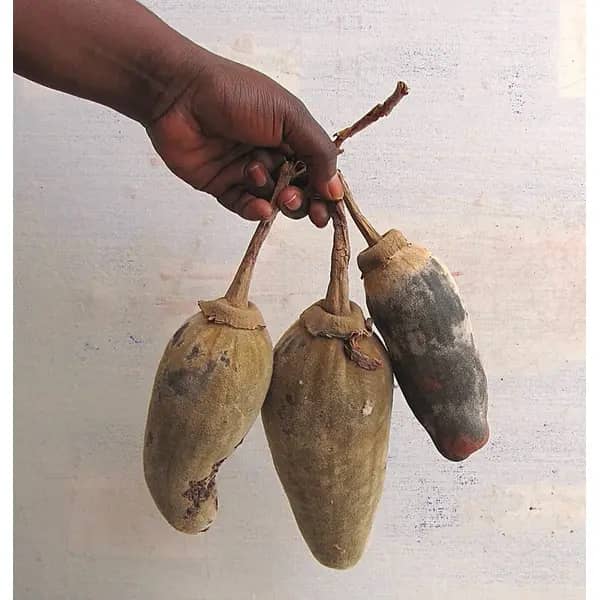 Baobab Fruit (Múcua)