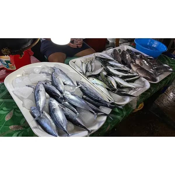 Peixe Fresco do Dia