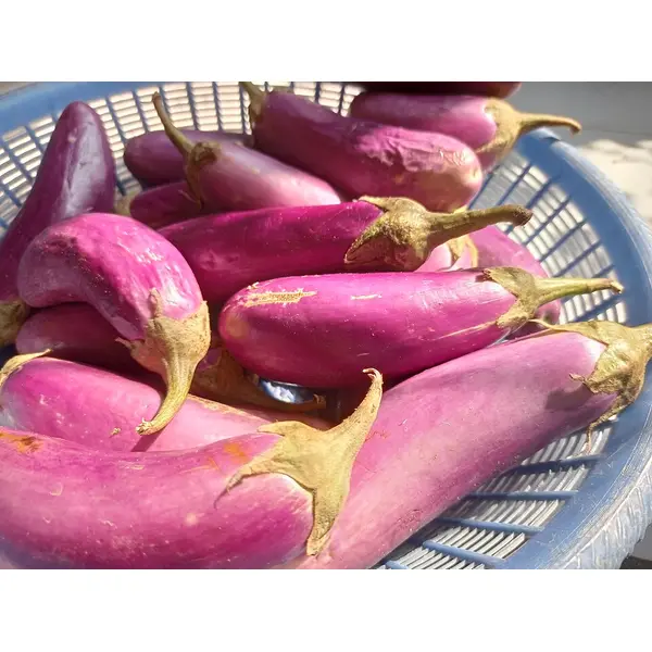 Aubergine