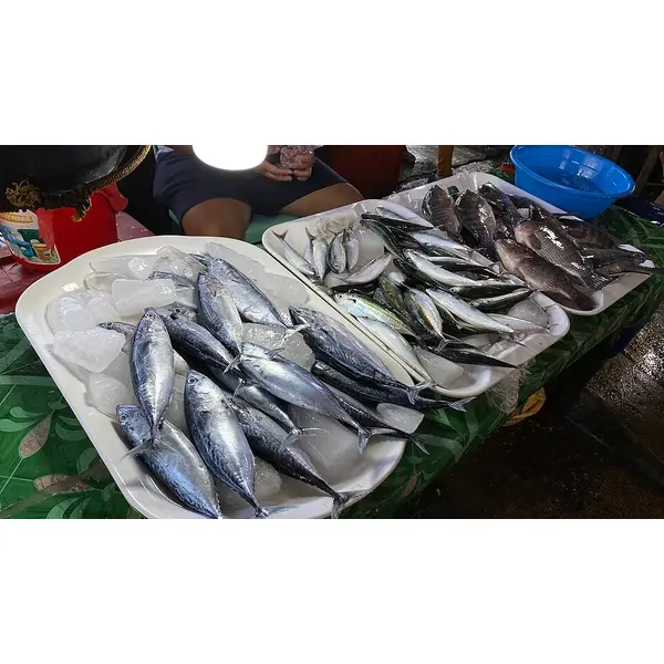 Peixe Fresco do Dia